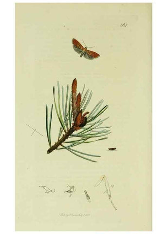 Reproducción/Reproduction 49641067207: British entomology :. London,Printed for the author,1823-1840 [i.e. 1840].. 