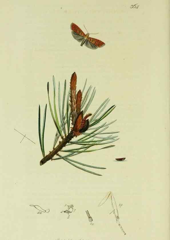 Reproducción/Reproduction 49641067207: British entomology :. London,Printed for the author,1823-1840 [i.e. 1840].. 