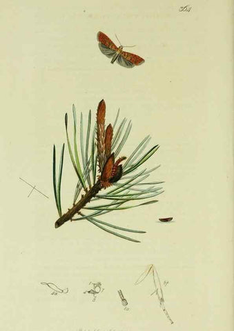 Reproducción/Reproduction 49641067207: British entomology :. London,Printed for the author,1823-1840 [i.e. 1840].. 