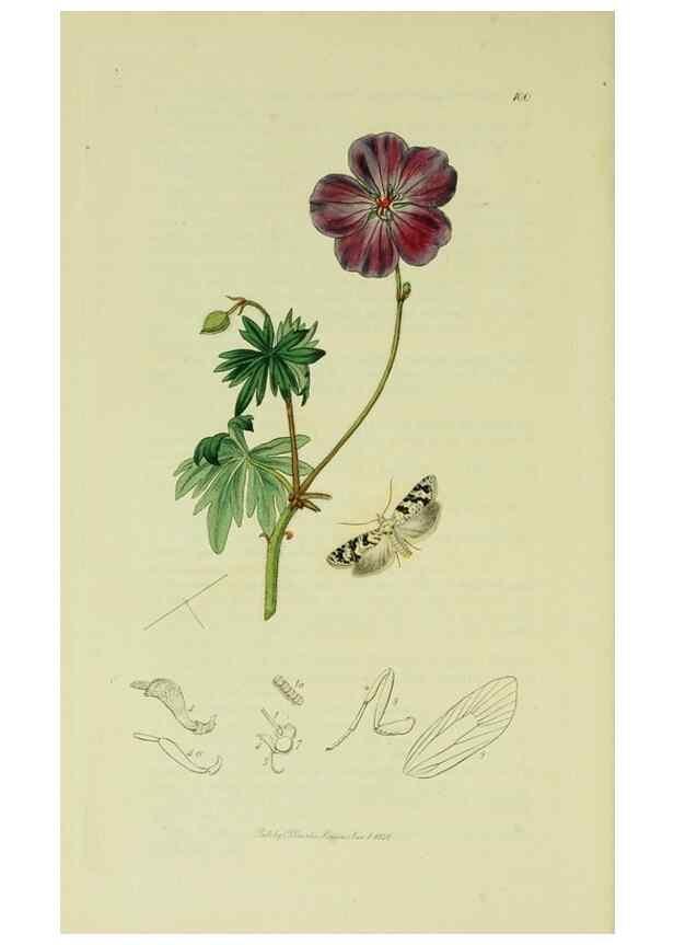 Reproducción/Reproduction 49640270513: British entomology :. London,Printed for the author,1823-1840 [i.e. 1840].. 