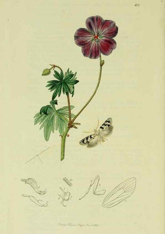 Reproducción/Reproduction 49640270513: British entomology :. London,Printed for the author,1823-1840 [i.e. 1840].. 
