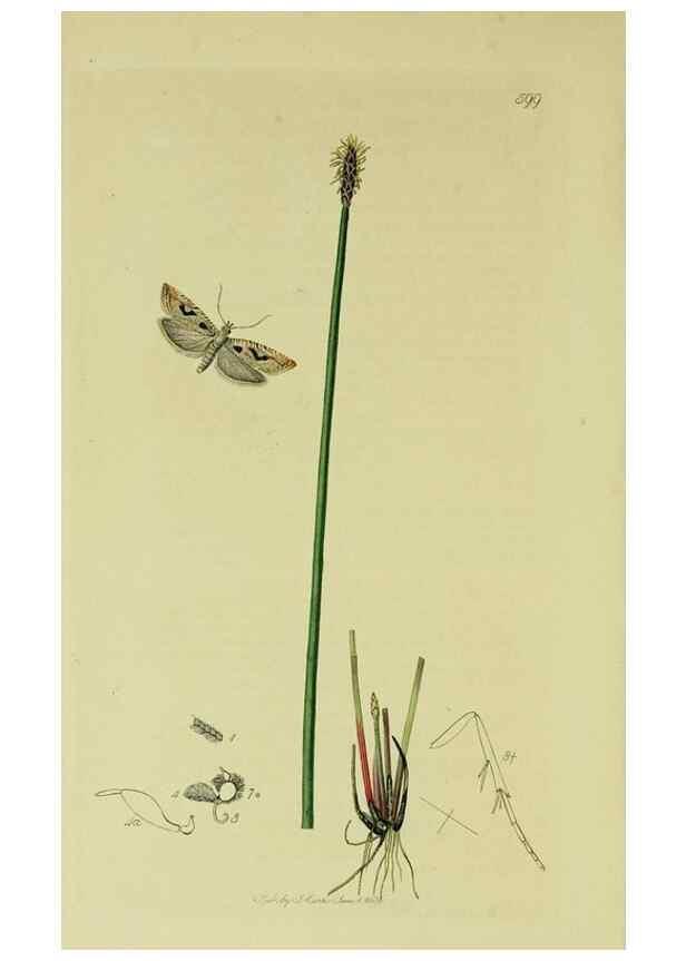 Reproducción/Reproduction 49640270183: British entomology :. London,Printed for the author,1823-1840 [i.e. 1840].. 