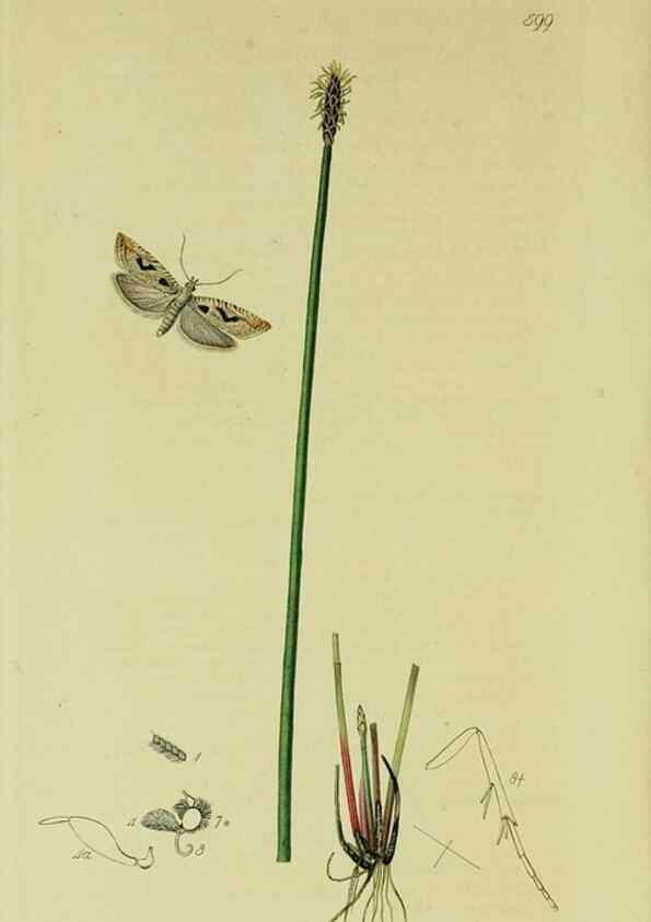 Reproducción/Reproduction 49640270183: British entomology :. London,Printed for the author,1823-1840 [i.e. 1840].. 