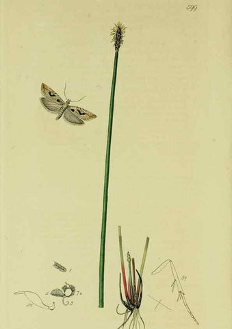 Reproducción/Reproduction 49640270183: British entomology :. London,Printed for the author,1823-1840 [i.e. 1840].. 