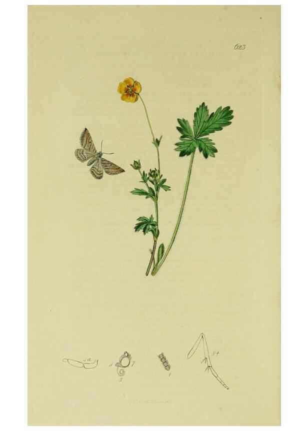 Reproducción/Reproduction 49640787171: British entomology :. London,Printed for the author,1823-1840 [i.e. 1840].. 