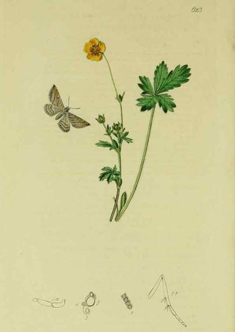 Reproducción/Reproduction 49640787171: British entomology :. London,Printed for the author,1823-1840 [i.e. 1840].. 