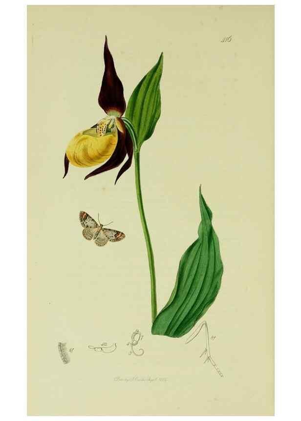 Reproducción/Reproduction 49640787526: British entomology :. London,Printed for the author,1823-1840 [i.e. 1840].. 