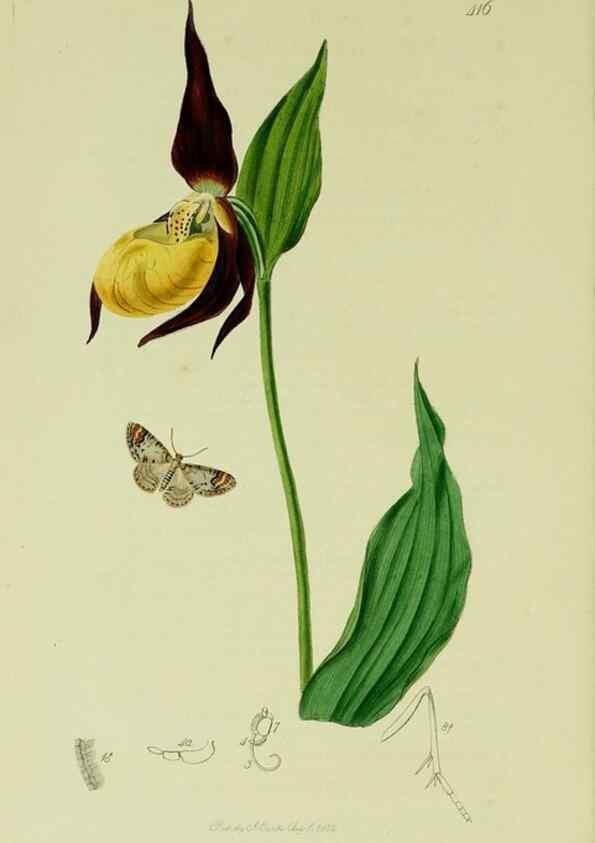 Reproducción/Reproduction 49640787526: British entomology :. London,Printed for the author,1823-1840 [i.e. 1840].. 