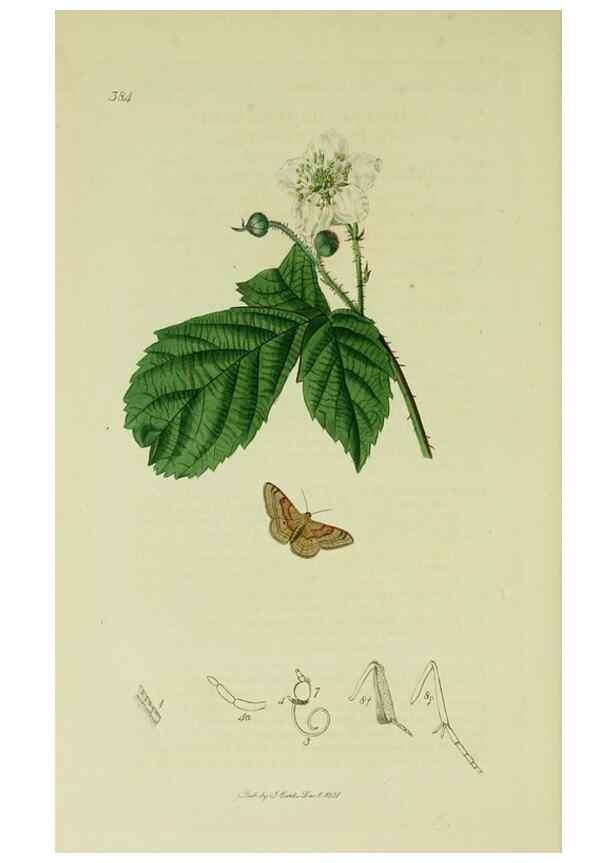 Reproducción/Reproduction 49640787846: British entomology :. London,Printed for the author,1823-1840 [i.e. 1840].. 