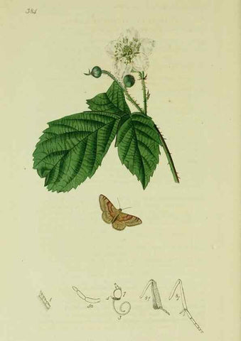 Reproducción/Reproduction 49640787846: British entomology :. London,Printed for the author,1823-1840 [i.e. 1840].. 