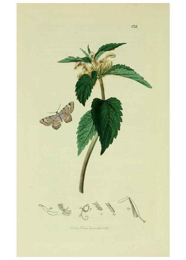 Reproducción/Reproduction 49640265883: British entomology :. London,Printed for the author,1823-1840 [i.e. 1840].. 