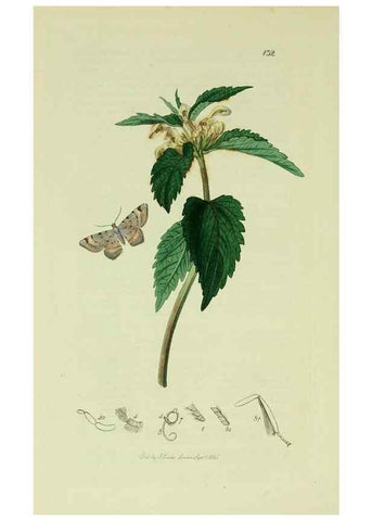 Reproducción/Reproduction 49640265883: British entomology :. London,Printed for the author,1823-1840 [i.e. 1840].. 