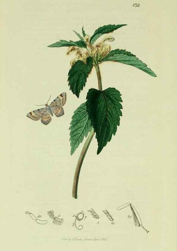 Reproducción/Reproduction 49640265883: British entomology :. London,Printed for the author,1823-1840 [i.e. 1840].. 