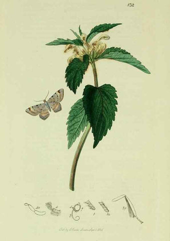 Reproducción/Reproduction 49640265883: British entomology :. London,Printed for the author,1823-1840 [i.e. 1840].. 