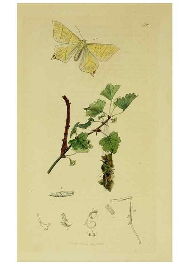 Reproducción/Reproduction 49640788571: British entomology :. London,Printed for the author,1823-1840 [i.e. 1840].. 