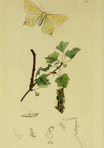 Reproducción/Reproduction 49640788571: British entomology :. London,Printed for the author,1823-1840 [i.e. 1840].. 