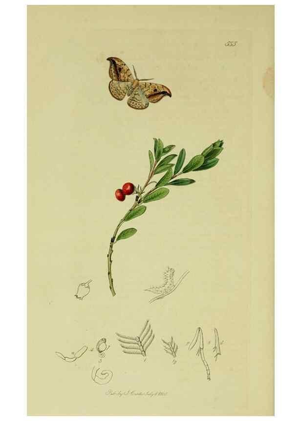 Reproducción/Reproduction 49641062562: British entomology :. London,Printed for the author,1823-1840 [i.e. 1840].. 