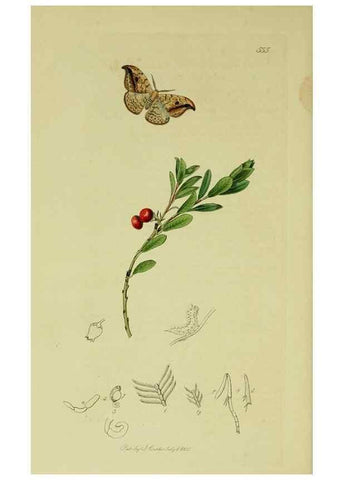 Reproducción/Reproduction 49641062562: British entomology :. London,Printed for the author,1823-1840 [i.e. 1840].. 