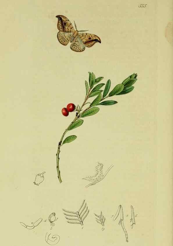 Reproducción/Reproduction 49641062562: British entomology :. London,Printed for the author,1823-1840 [i.e. 1840].. 