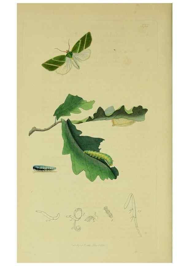 Reproducción/Reproduction 49641062902: British entomology :. London,Printed for the author,1823-1840 [i.e. 1840].. 