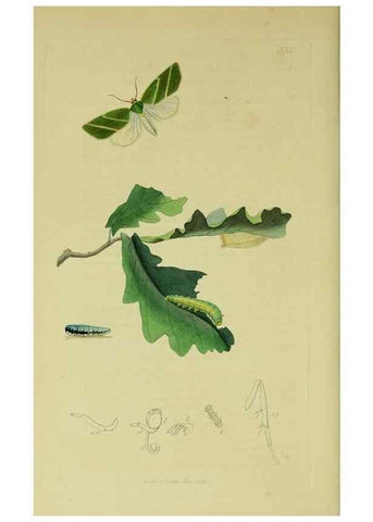 Reproducción/Reproduction 49641062902: British entomology :. London,Printed for the author,1823-1840 [i.e. 1840].. 