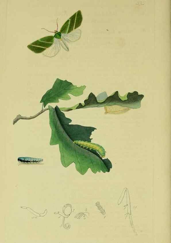 Reproducción/Reproduction 49641062902: British entomology :. London,Printed for the author,1823-1840 [i.e. 1840].. 