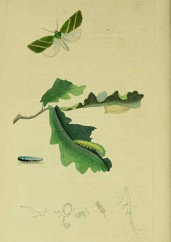 Reproducción/Reproduction 49641062902: British entomology :. London,Printed for the author,1823-1840 [i.e. 1840].. 