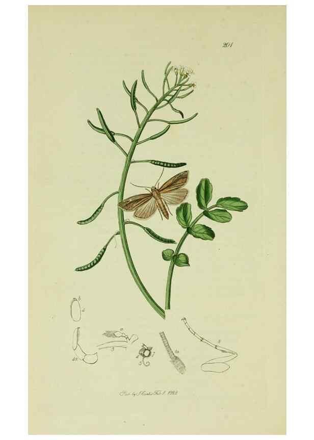 Reproducción/Reproduction 49640799816: British entomology :. London,Printed for the author,1823-1840 [i.e. 1840].. 
