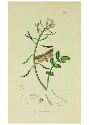 Reproducción/Reproduction 49640799816: British entomology :. London,Printed for the author,1823-1840 [i.e. 1840].. 