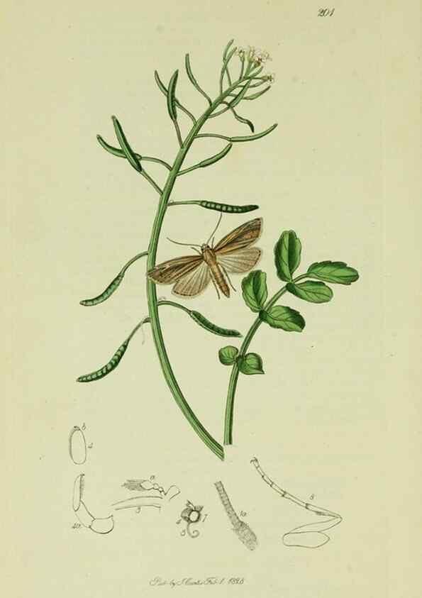 Reproducción/Reproduction 49640799816: British entomology :. London,Printed for the author,1823-1840 [i.e. 1840].. 