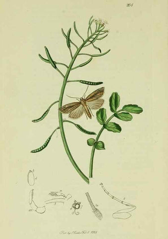 Reproducción/Reproduction 49640799816: British entomology :. London,Printed for the author,1823-1840 [i.e. 1840].. 