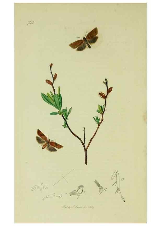 Reproducción/Reproduction 49640789581: British entomology :. London,Printed for the author,1823-1840 [i.e. 1840].. 