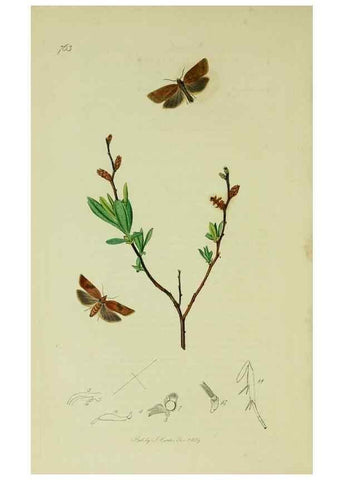 Reproducción/Reproduction 49640789581: British entomology :. London,Printed for the author,1823-1840 [i.e. 1840].. 