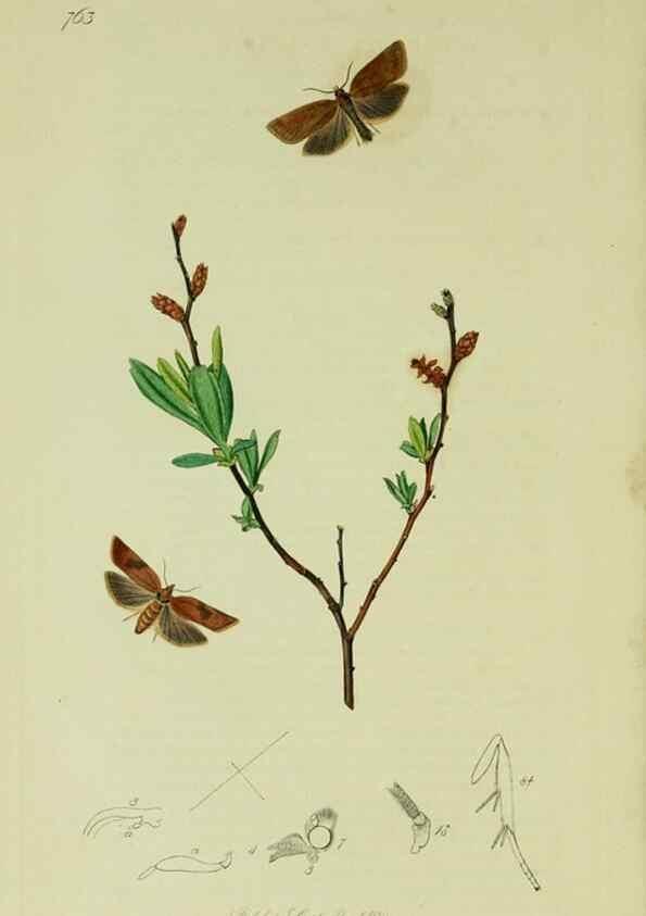 Reproducción/Reproduction 49640789581: British entomology :. London,Printed for the author,1823-1840 [i.e. 1840].. 