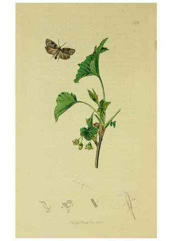 Reproducción/Reproduction 49640790301: British entomology :. London,Printed for the author,1823-1840 [i.e. 1840].. 