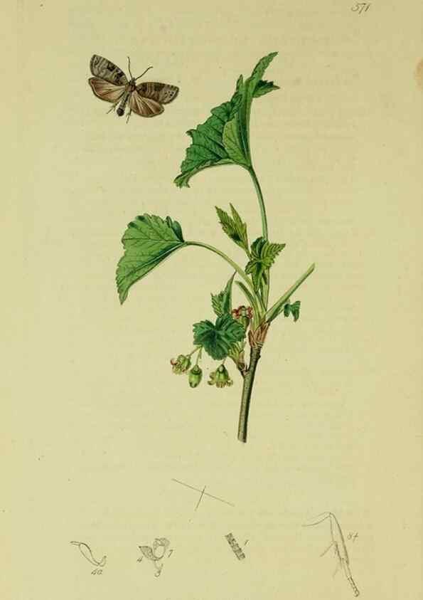 Reproducción/Reproduction 49640790301: British entomology :. London,Printed for the author,1823-1840 [i.e. 1840].. 