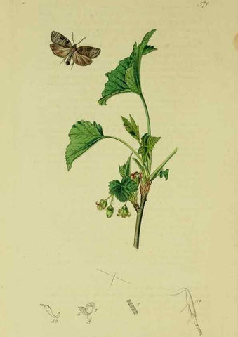 Reproducción/Reproduction 49640790301: British entomology :. London,Printed for the author,1823-1840 [i.e. 1840].. 