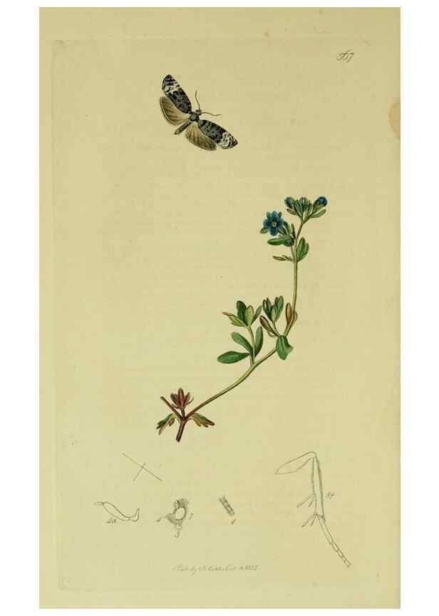 Reproducción/Reproduction 49640268148: British entomology :. London,Printed for the author,1823-1840 [i.e. 1840].. 