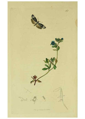 Reproducción/Reproduction 49640268148: British entomology :. London,Printed for the author,1823-1840 [i.e. 1840].. 