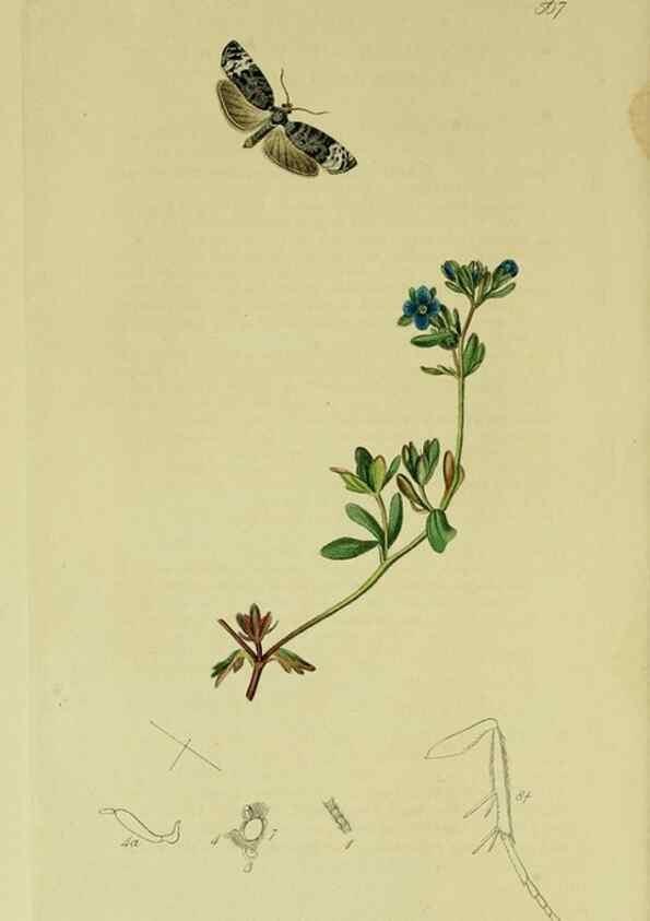 Reproducción/Reproduction 49640268148: British entomology :. London,Printed for the author,1823-1840 [i.e. 1840].. 