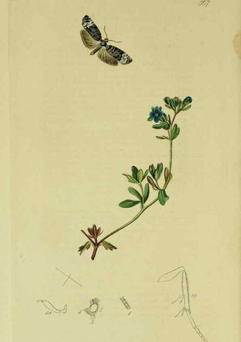 Reproducción/Reproduction 49640268148: British entomology :. London,Printed for the author,1823-1840 [i.e. 1840].. 