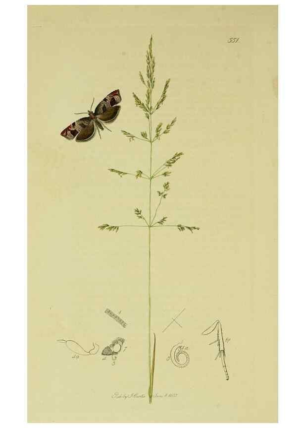Reproducción/Reproduction 49640268453: British entomology :. London,Printed for the author,1823-1840 [i.e. 1840].. 