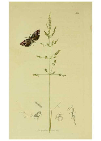 Reproducción/Reproduction 49640268453: British entomology :. London,Printed for the author,1823-1840 [i.e. 1840].. 
