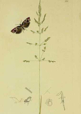 Reproducción/Reproduction 49640268453: British entomology :. London,Printed for the author,1823-1840 [i.e. 1840].. 