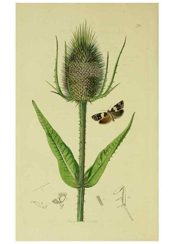 Reproducción/Reproduction 49641065032: British entomology :. London,Printed for the author,1823-1840 [i.e. 1840].. 