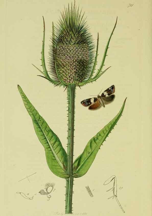 Reproducción/Reproduction 49641065032: British entomology :. London,Printed for the author,1823-1840 [i.e. 1840].. 