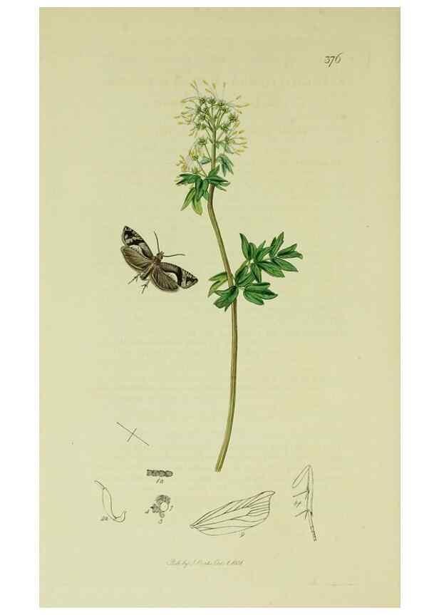 Reproducción/Reproduction 49640269188: British entomology :. London,Printed for the author,1823-1840 [i.e. 1840].. 