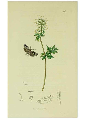 Reproducción/Reproduction 49640269188: British entomology :. London,Printed for the author,1823-1840 [i.e. 1840].. 