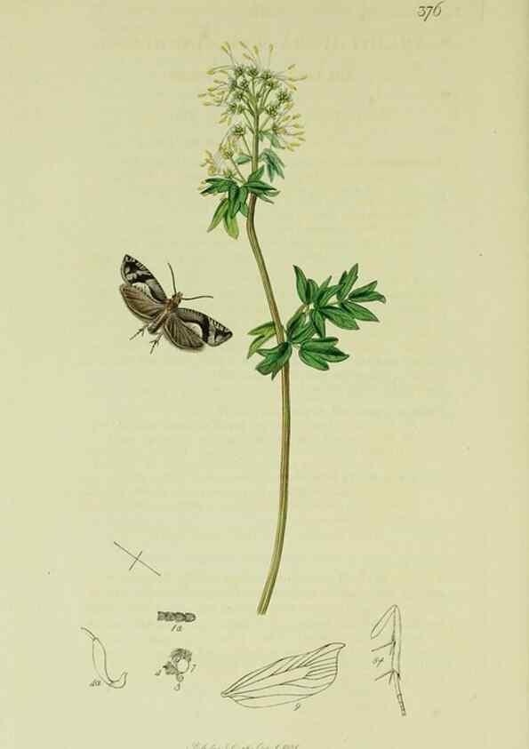 Reproducción/Reproduction 49640269188: British entomology :. London,Printed for the author,1823-1840 [i.e. 1840].. 