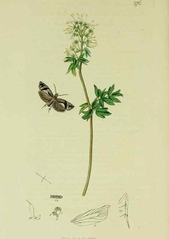 Reproducción/Reproduction 49640269188: British entomology :. London,Printed for the author,1823-1840 [i.e. 1840].. 